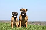 BULLMASTIFF 468